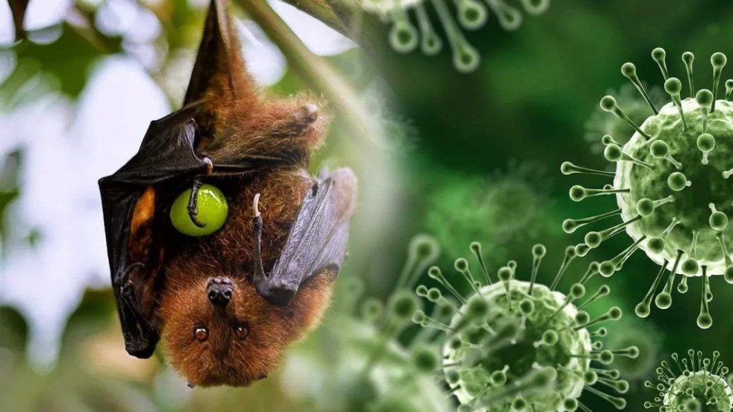 virusnipah.jpg virusnipah.jpg - 42TČen