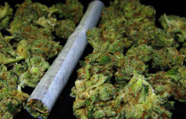 Marihuana - 42TČen