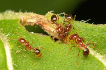 ants.jpg - 42TČen