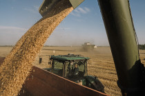 wheat.jpg - 42TČen